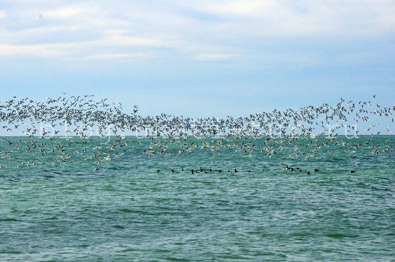 птицы над морем